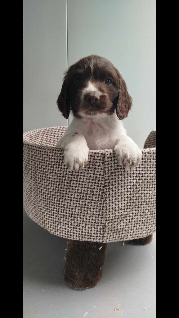 Brush Master - Chiots disponibles - English Springer Spaniel