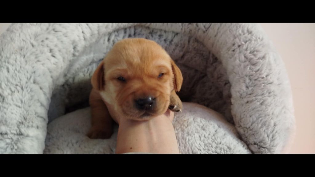 Brush Master - Chiots disponibles - Labrador Retriever