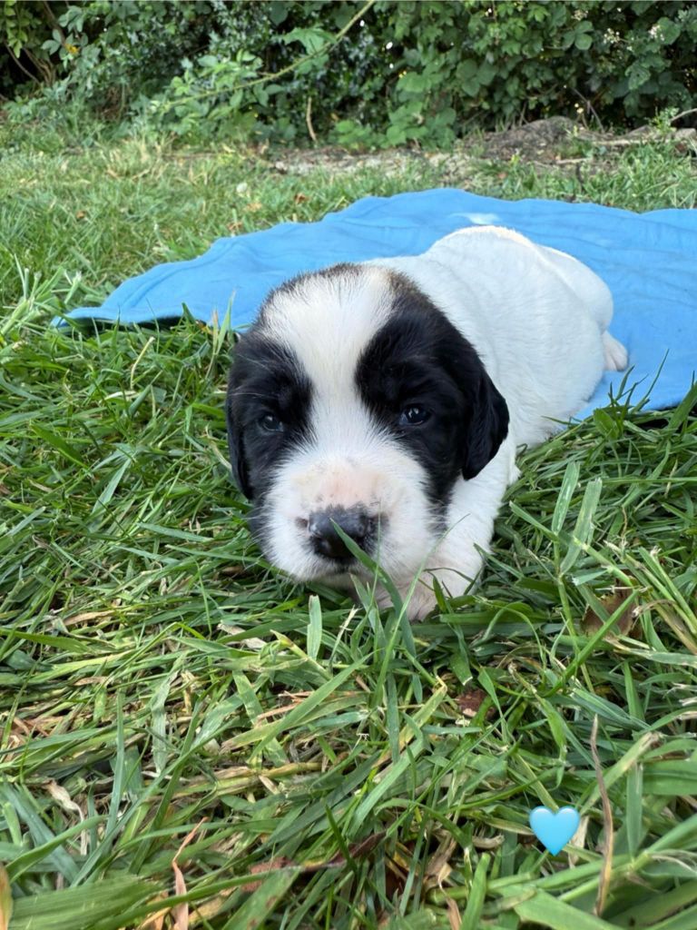 Brush Master - Chiots disponibles - English Springer Spaniel