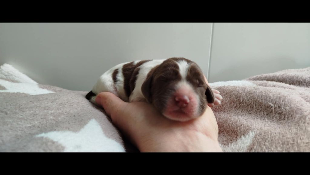 Brush Master - Chiots disponibles - English Springer Spaniel