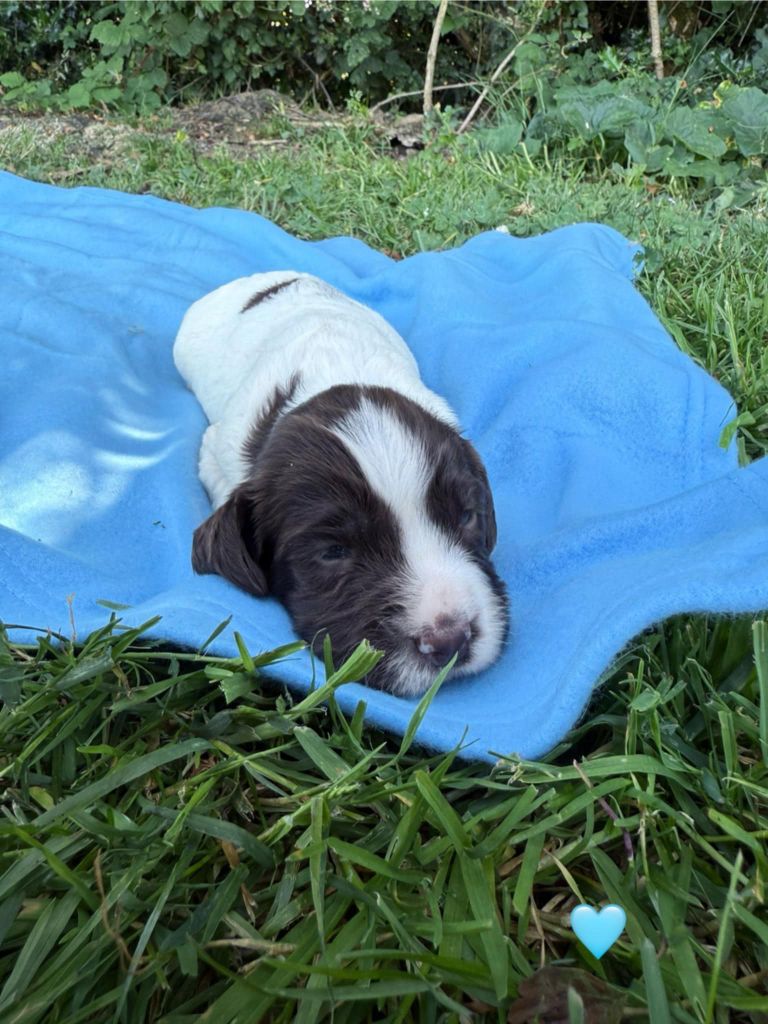Brush Master - Chiots disponibles - English Springer Spaniel