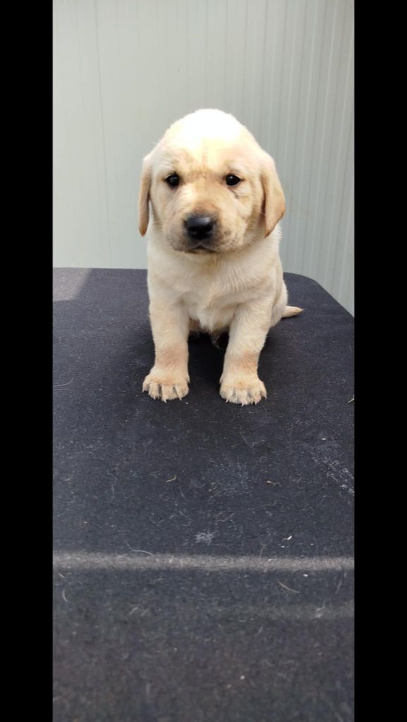 Brush Master - Chiots disponibles - Labrador Retriever