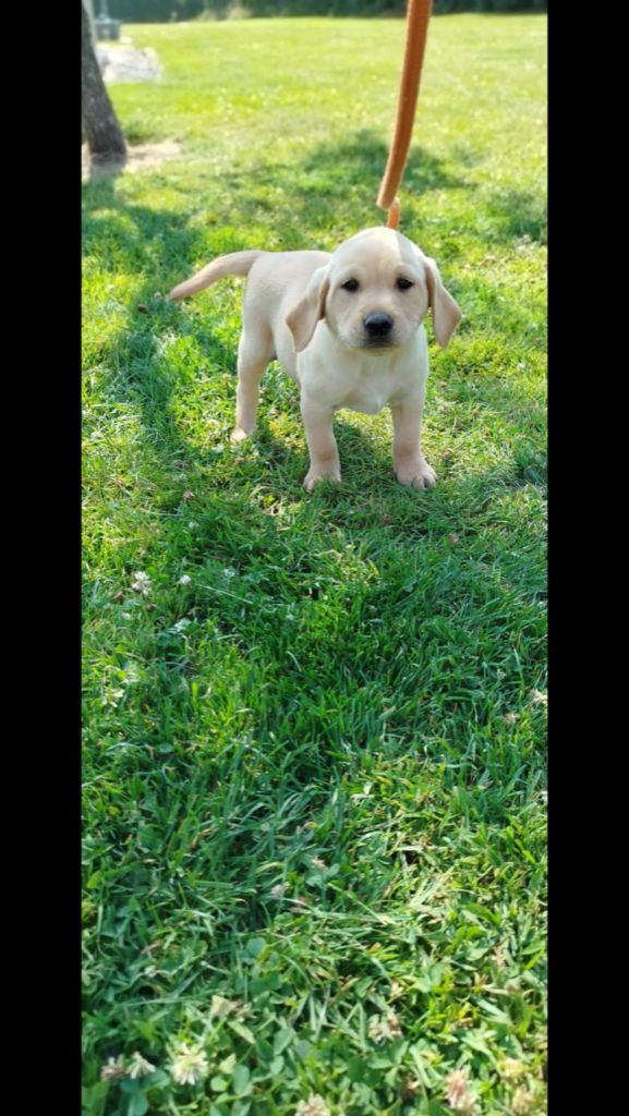 Brush Master - Chiots disponibles - Labrador Retriever