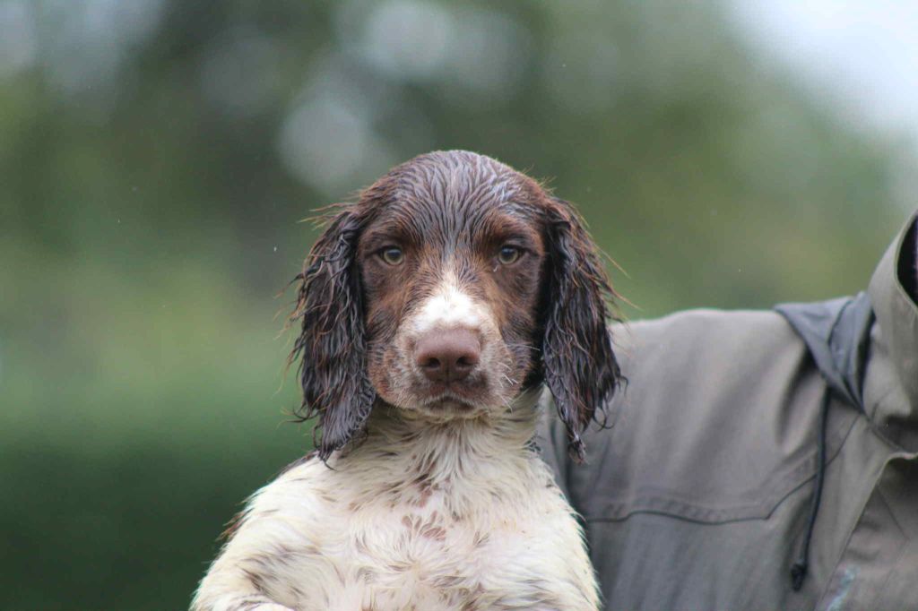 Brush Master - Chiots disponibles - English Springer Spaniel