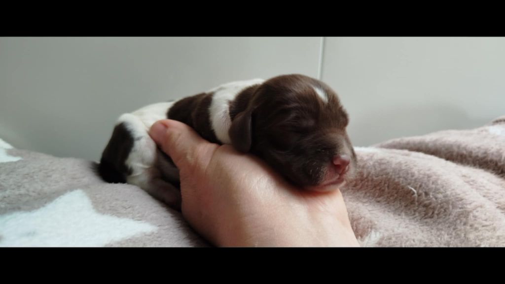 Brush Master - Chiots disponibles - English Springer Spaniel