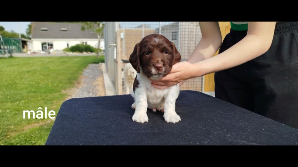 Brush Master - Chiots disponibles - English Springer Spaniel