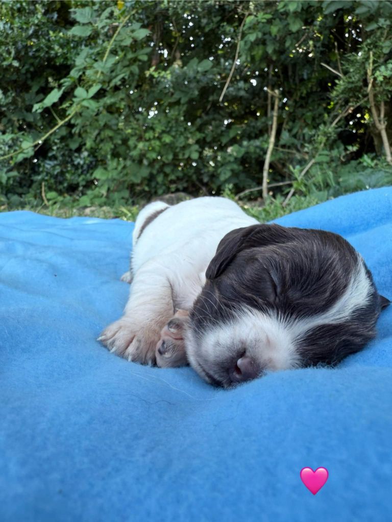 Brush Master - Chiots disponibles - English Springer Spaniel