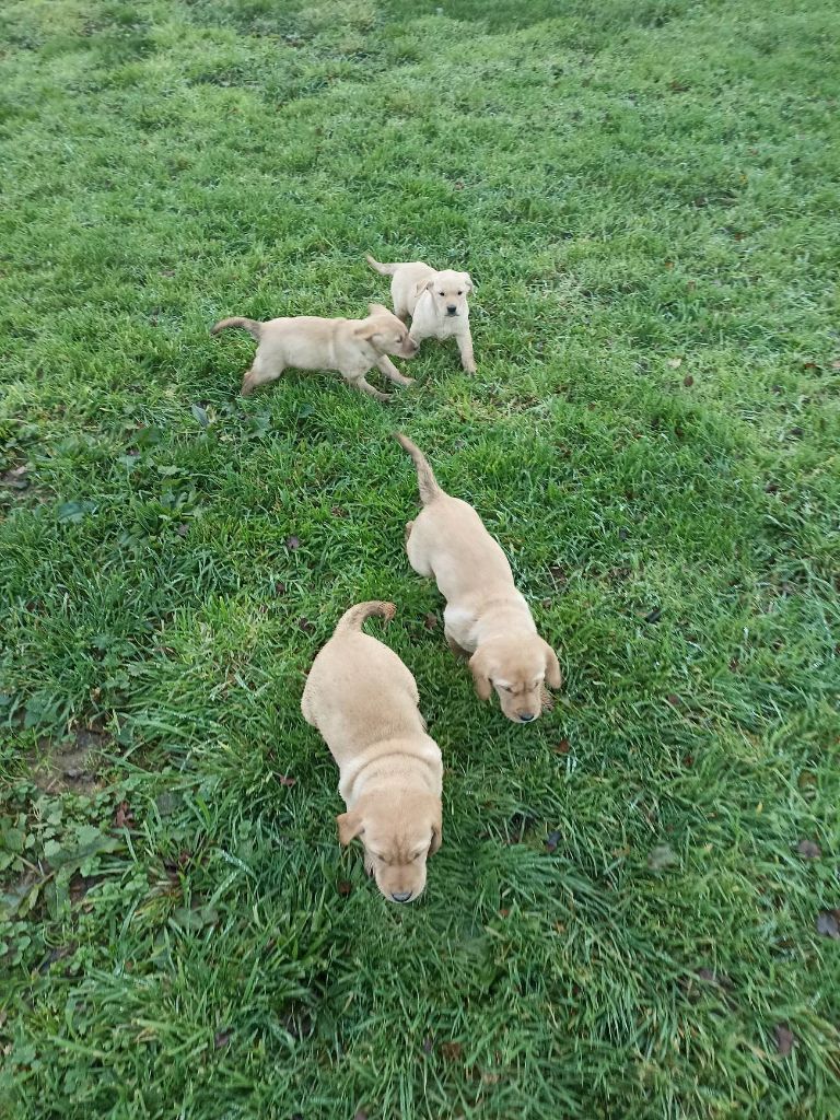 Chiot Labrador Retriever Brush Master
