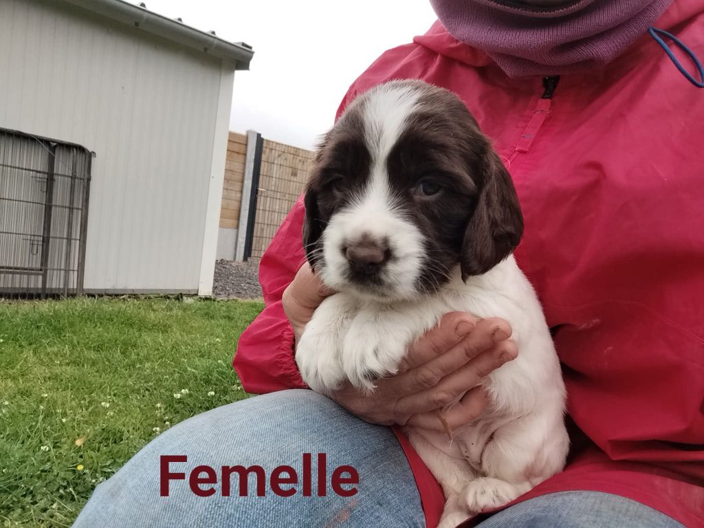 Brush Master - Chiots disponibles - English Springer Spaniel