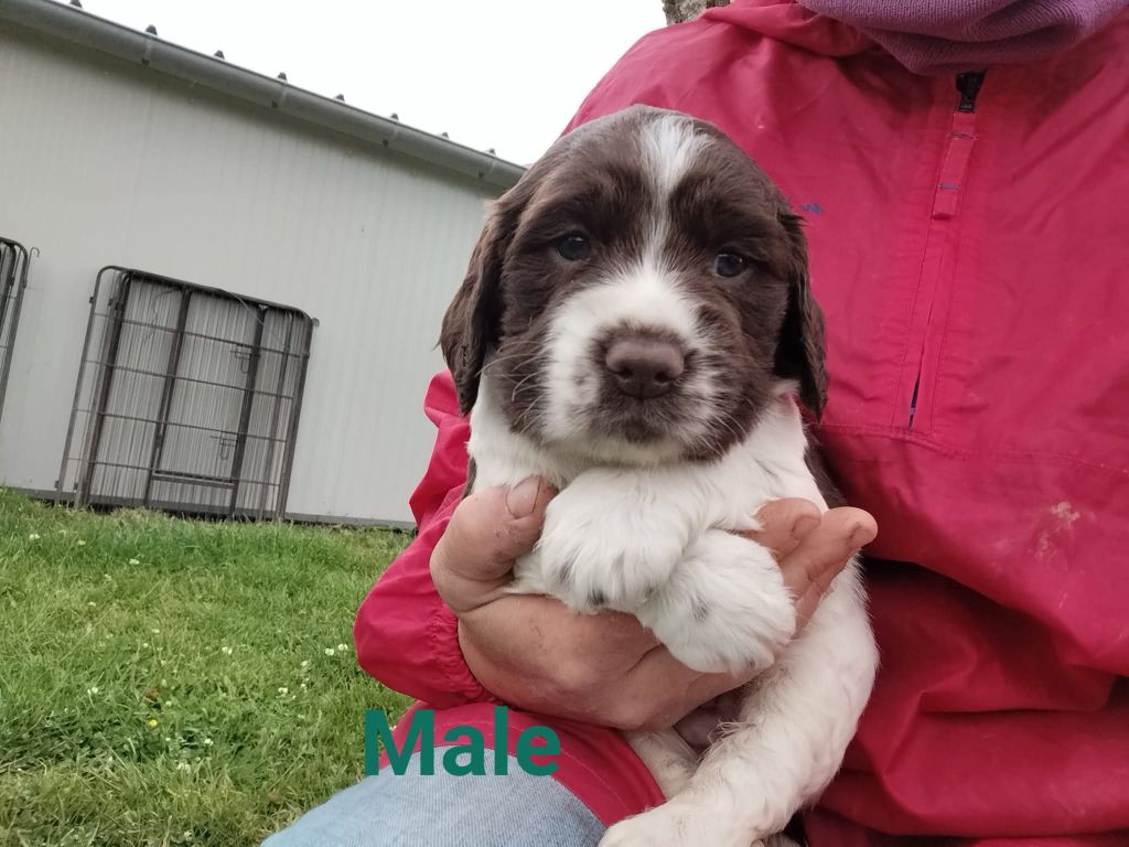 Brush Master - Chiots disponibles - English Springer Spaniel